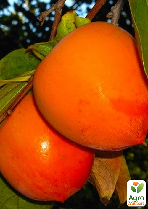 

Хурма на віргінській морозостійкій підщепі Джон Рік вищий сорт!