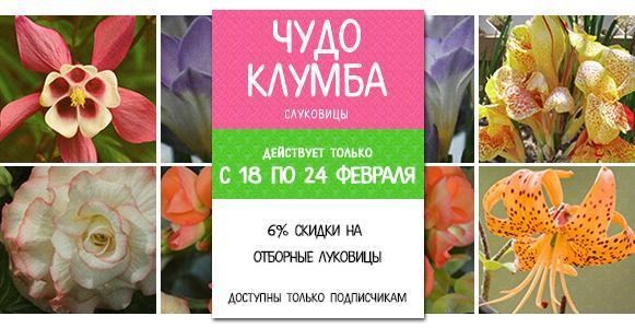 Чудо клумба: скидка 6% на луковицы Чудо клумба: скидка 6% на луковицы