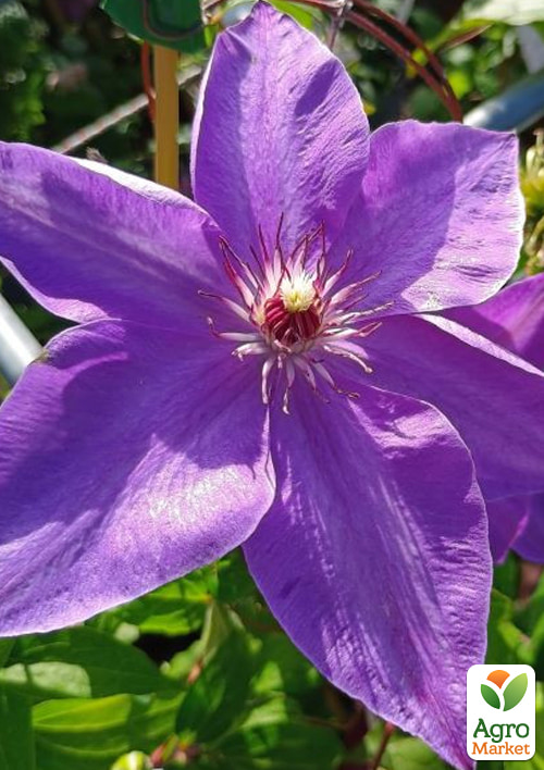 

LMTD Клематис 2-х летний Elsa Spath (высота 40-60 см)