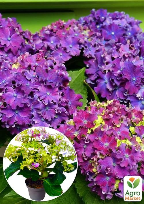 

LMTD Гортензия крупнолистная цветущая 2-х летняя Sparkle Chameleon (20-30см)