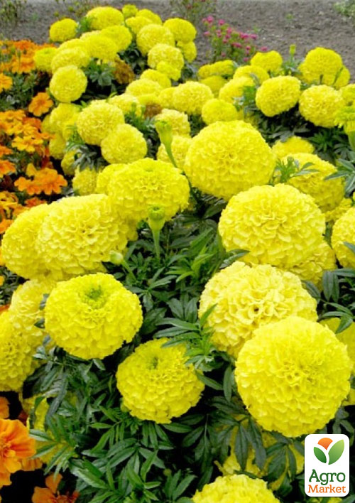 

Бархатцы (Тагетес) Antigua Yellow