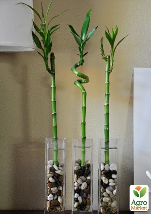 

Бамбук комнатный Lucky Bamboo (Dracaena Sanderiana)