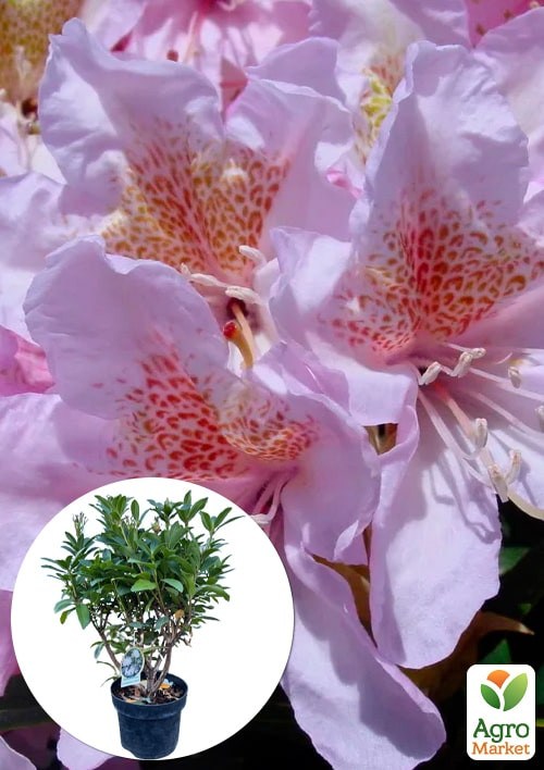 

LMTD Рододендрон цветущий 5-и летний Cunningham`s Blush (высота 50-60см)