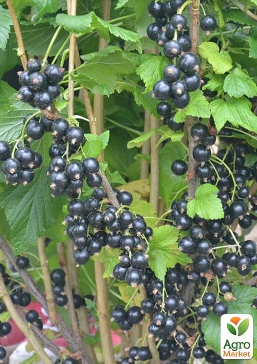 

Смородина чорна Чорний десерт вкорінена в контейнері (середньо-пізній термін дозрівання, високі смакові якості та приємний аромат)