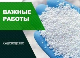 Обприскування дерев сечовиною: плюси і специфіка процесу - корисні статті про садівництво від Agro-Market