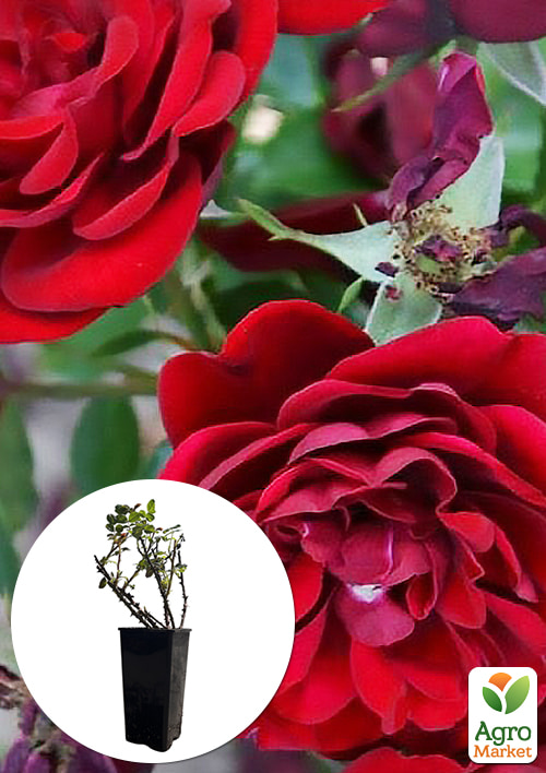 

Троянда бордюрна Торнадо у контейнері, вищий сорт