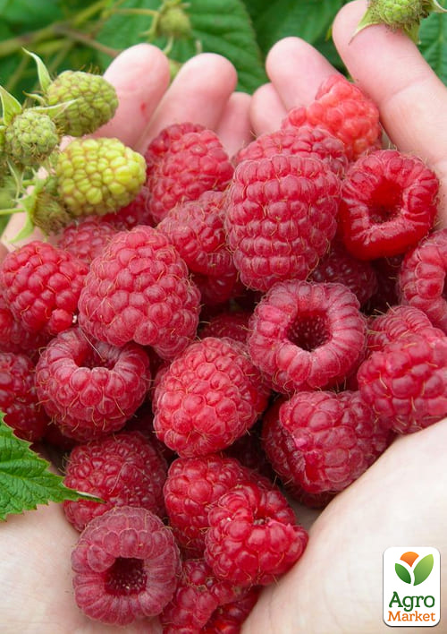 

Малина Марастар (ремонтантний великоплідний сорт, французької селекції) 1-річний саджанець