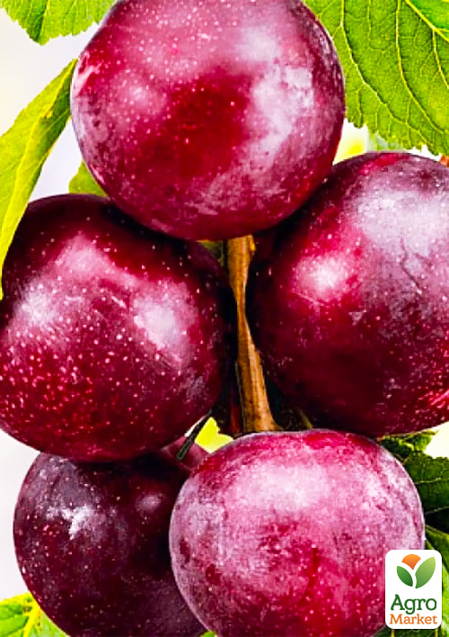 

Сливово-черешневий гібрид Світ Тріат (надзвичайно солодкий сорт, середній термін дозрівання)