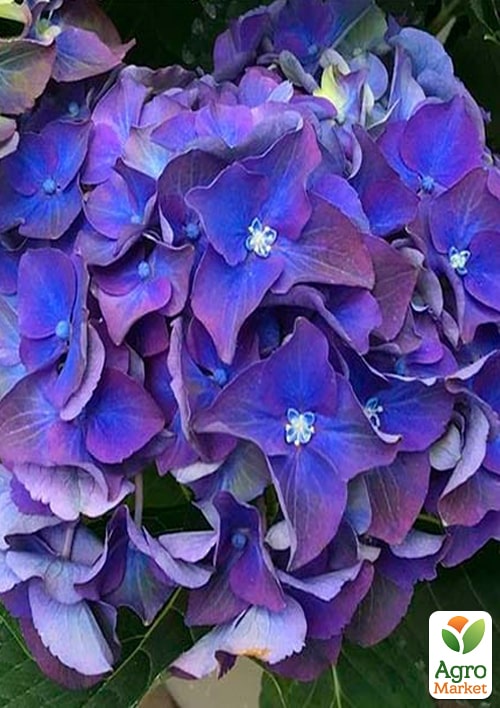 

Ексклюзив! Гортензія крупнолистова бузкова Секретний Талісман (Secret Talisman) (красивоквітучий сорт)