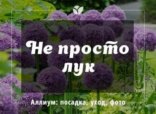 Оптимальные сроки для высадки