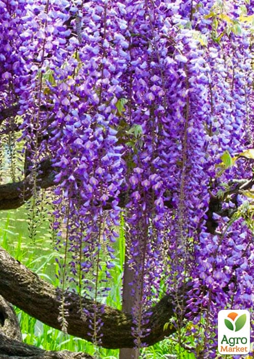 

Ексклюзив! Гліцинія яскраво-бузкова Шпилька (Hairpin) (преміальний, ароматний, багаторічний сорт)