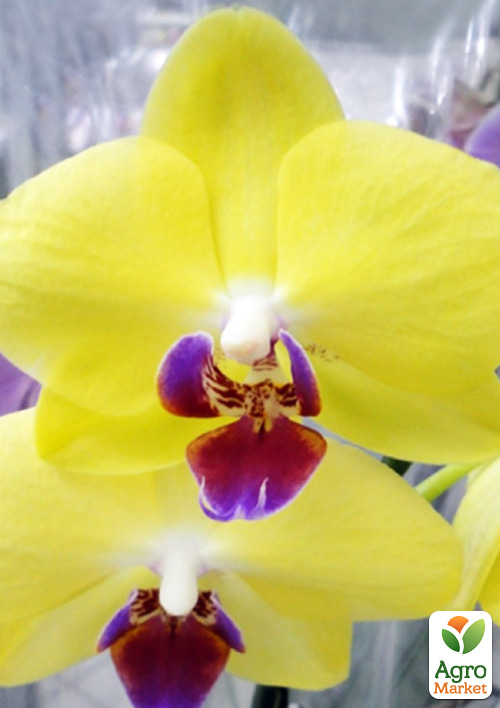 Орхидея (Phalaenopsis) "Cali Lime" высота 50-60см 1 саженец в упаковке