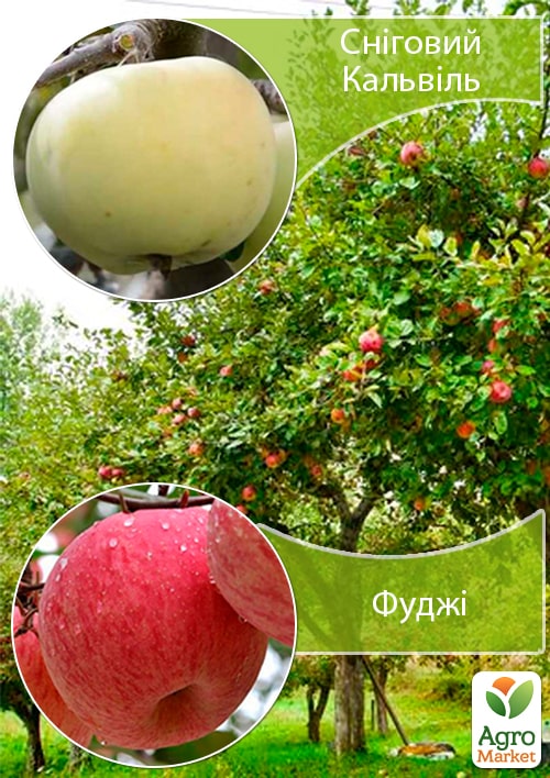 

Дерево-сад Яблоня Снежный Кальвиль+Фуджи укорененная в контейнере (саженец 2года)
