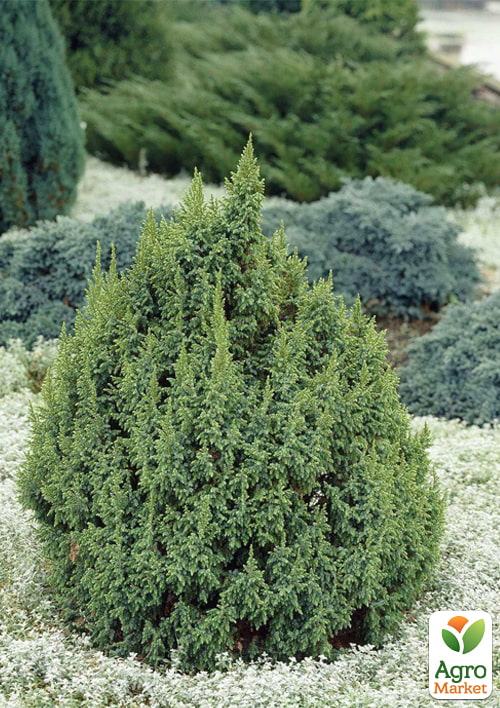 

Ялівець лускатий 5-річний «Loderi» С5, висота 50-60см