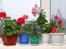 Какие домашние растения полезны
