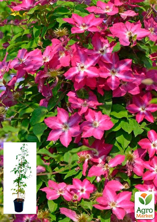 

Клематис 2-х летний Raspberry Cream С2