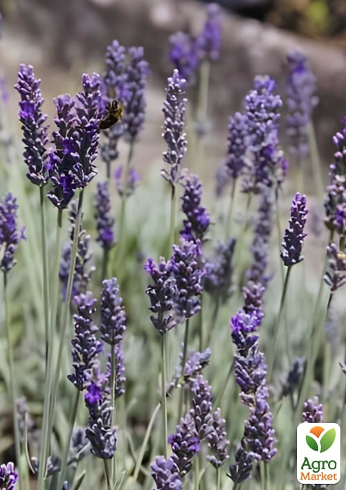 

Лавандин Richard Gray (гибридная лаванда)