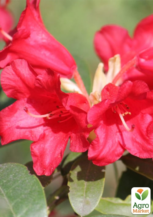 

Рододендрон гібридний Bengal (Бенгал)