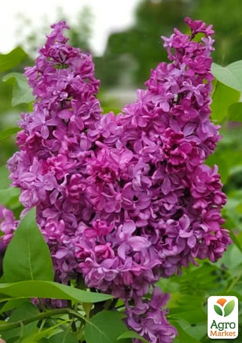 

Бузок махровий Рresident Loubet (дуже ароматний сорт)