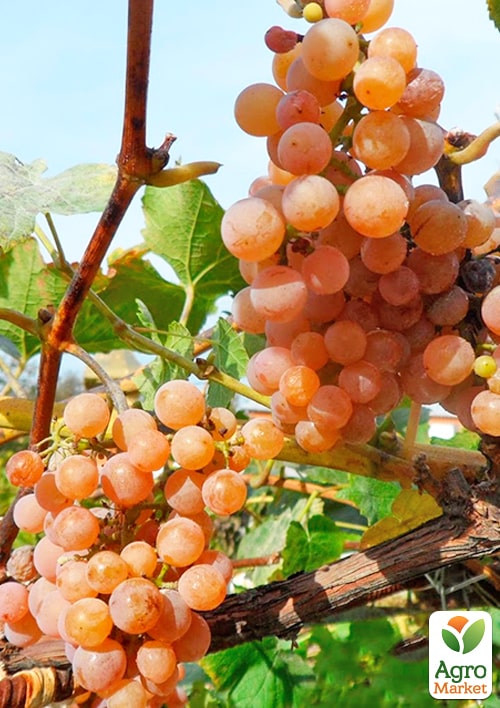 

Виноград Дублянський (винний сорт, ранній термін дозрівання)