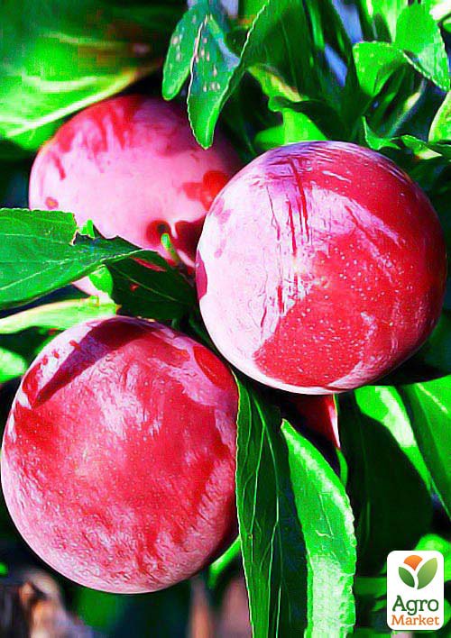 

Слива Оцарк Прем'єр (літній сорт, середньостиглий термін дозрівання)