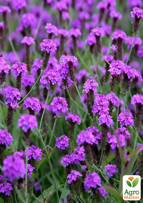 Вербена Venosa "Lilac" (сухоцвіт, цвіте до заморозків) вазон Р9 1 саджанець в упаковці