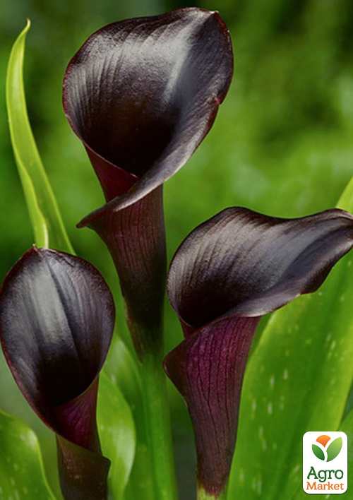 

Калла Odessa 1шт в упаковке