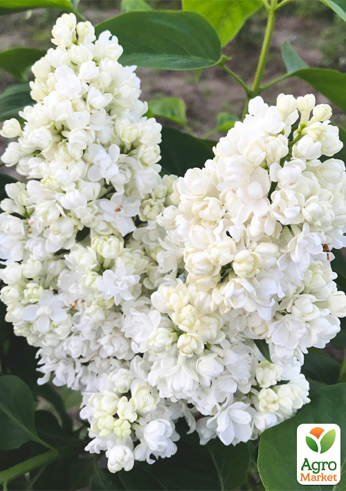 

Бузок білий махровий Пам'ять про Колеснікова