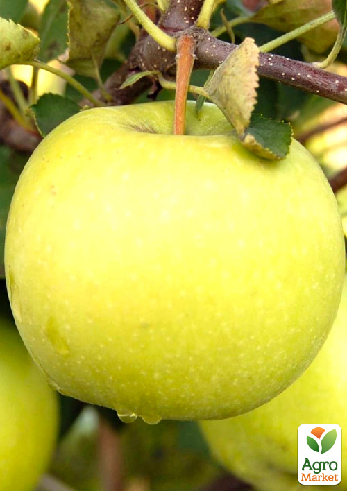 

Яблоня Мутсу (зимний сорт, поздний срок созревания)