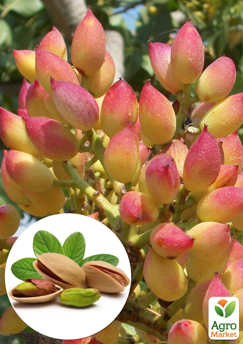 

Фисташка Фандоги (сладкий морозостойкий сорт)