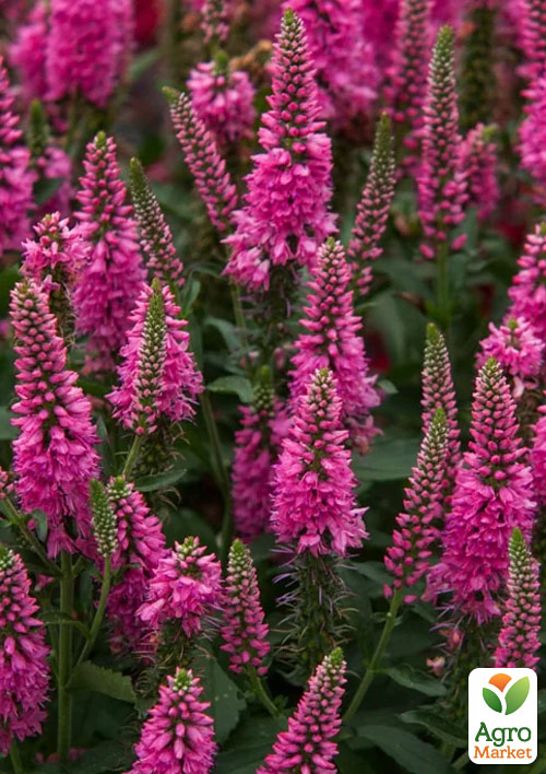 

Вероніка Колосиста First Love