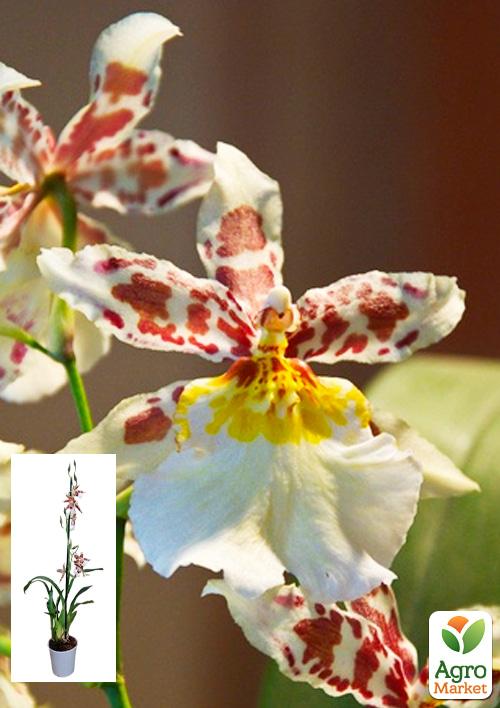 Орхидея Камбрия "Toscane" 1 саженец в упаковке (комнатный) Нидерланды