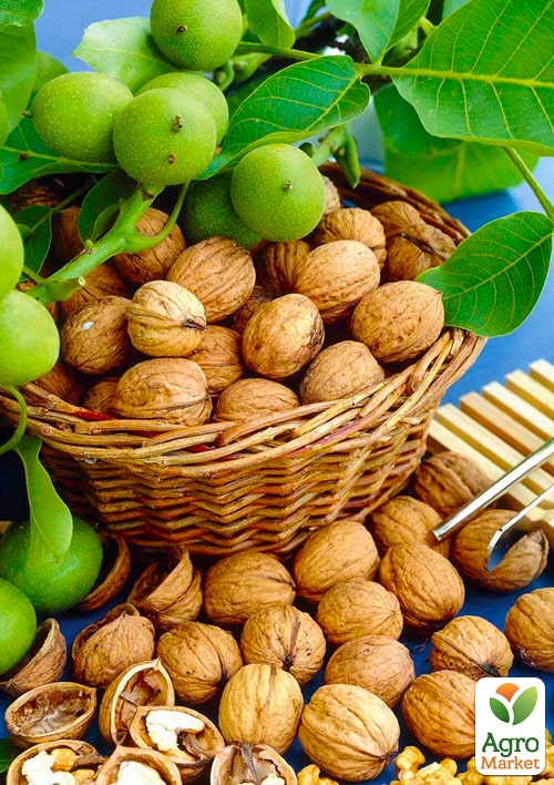 

Ексклюзив! Волоський горіх Гігант (Giant) (преміальний високоурожайний сорт)