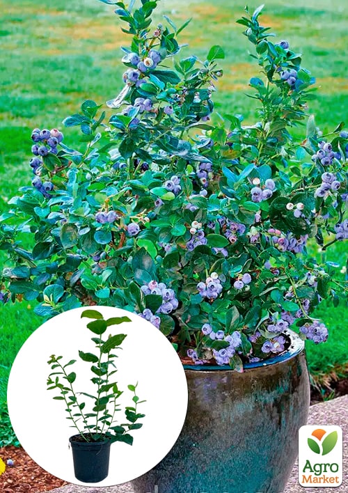 

Лохина (чорниця садова) 2 роки «Річка» С2 висота 50-60см