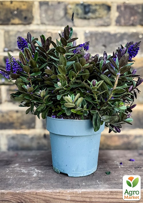 

LMTD Хебе Vinoa Purple высота 20-25см