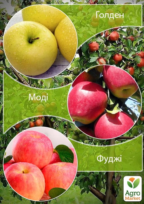 Дерево-сад Яблуня "Голден+Моді+Фуджі" 1 саджанець в упаковці