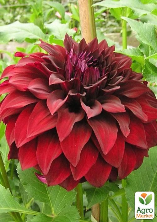 

Жоржина Spartacus