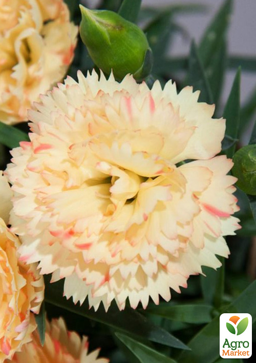 

Гвоздика Махровая Colores Sol (контейнер № 10, высота 10 см)