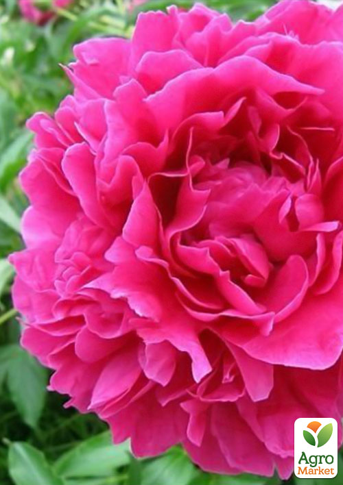 

Півонія трав'яниста Pink Supreme 1шт в упаковці