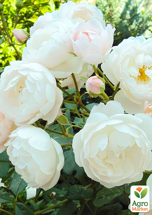 

Троянда шрабова Дездемона (саджанець класу АА+) вищий сорт