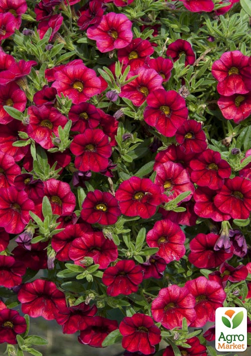 

Калибрахоа Aloha Kona Red