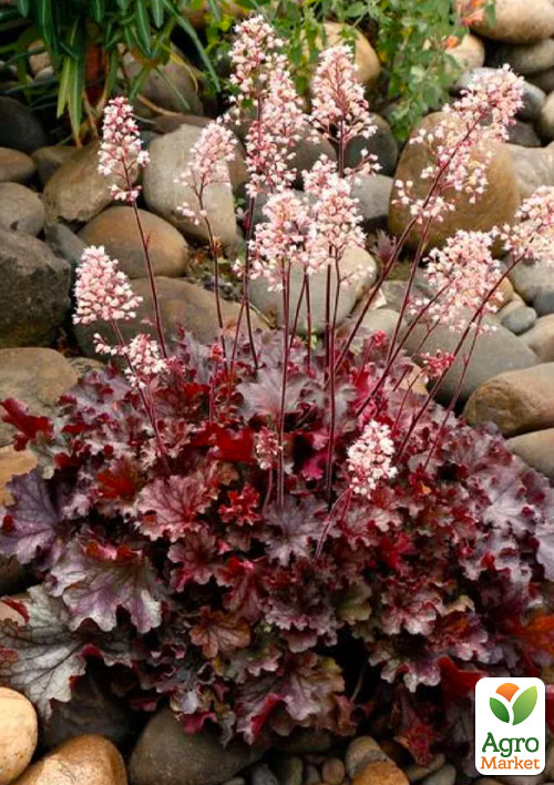 

Гейхера (Heuchera) Ruby Tuesday С1 (висота 15-30см)