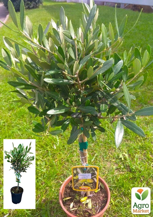 

Олива Olea Europaea на штамбе 50-60см
