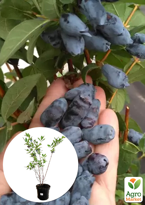 

Жимолость 3х-летняя канадская Boreal Beauty (поздняя, высокоурожайная) С2