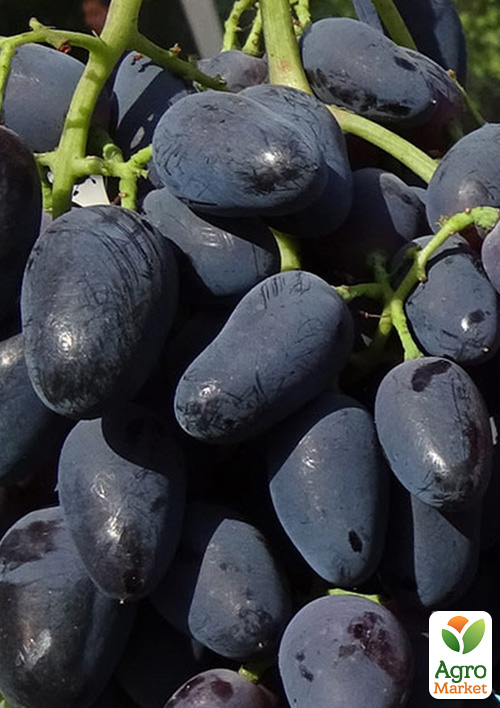 

Виноград Черный Коготь (гармоничный вкус, плотная хрустящая мякоть)