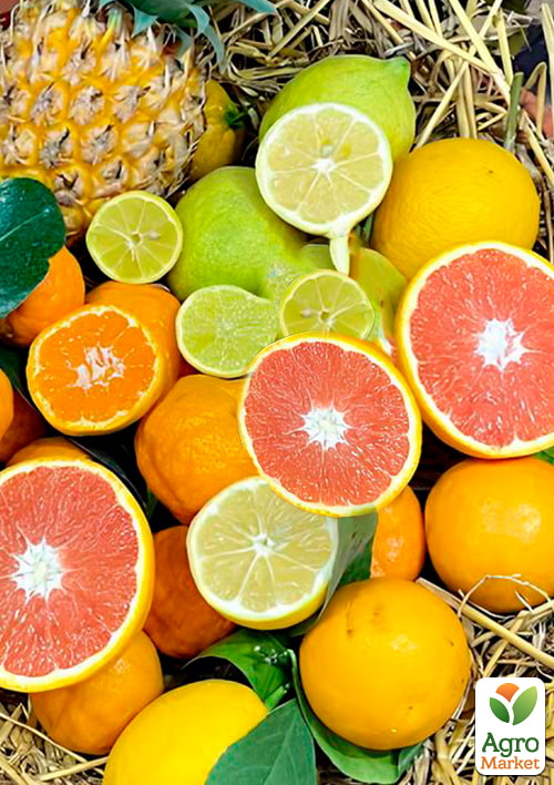 

Тропік Mix уцінка (без плоду) 3х річний