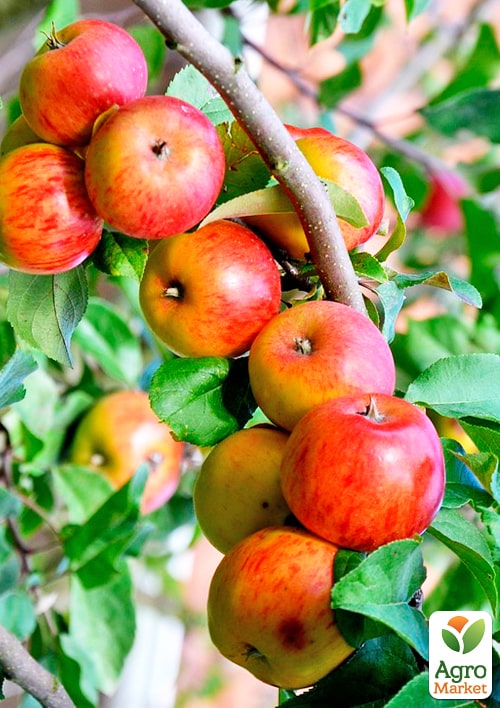 

Яблуня Діана