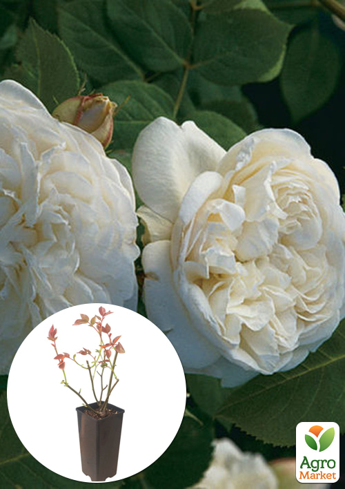 

Роза английская Fair Bianca в контейнере, высший сорт