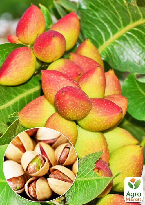 

Фисташка 2-х летняя Альбина (высокоурожайная, морозостойкая, неприхотливая)