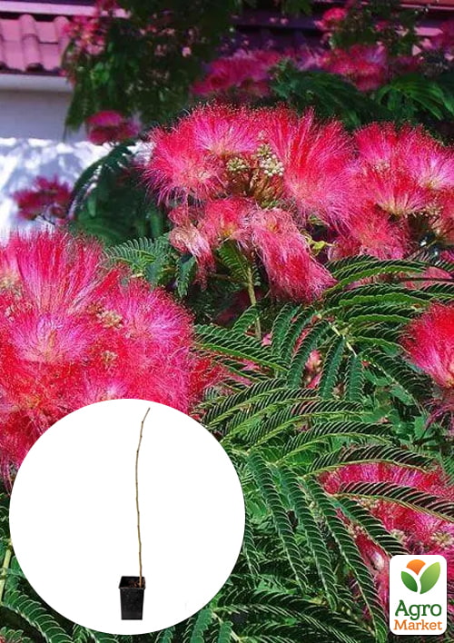 

Альбіція 2-річна ленкоранська «Red Silk» (красиво квітуча, дуже ароматна) висота 70-100см